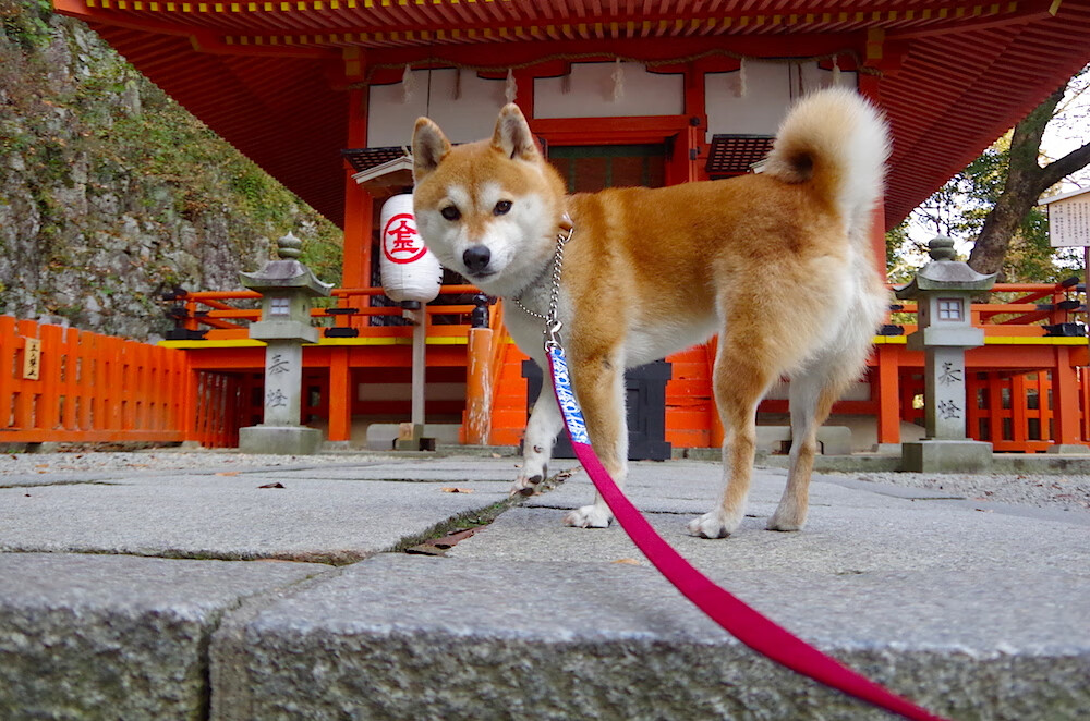 伦纳德，刺破喧嚣的沉默利刃