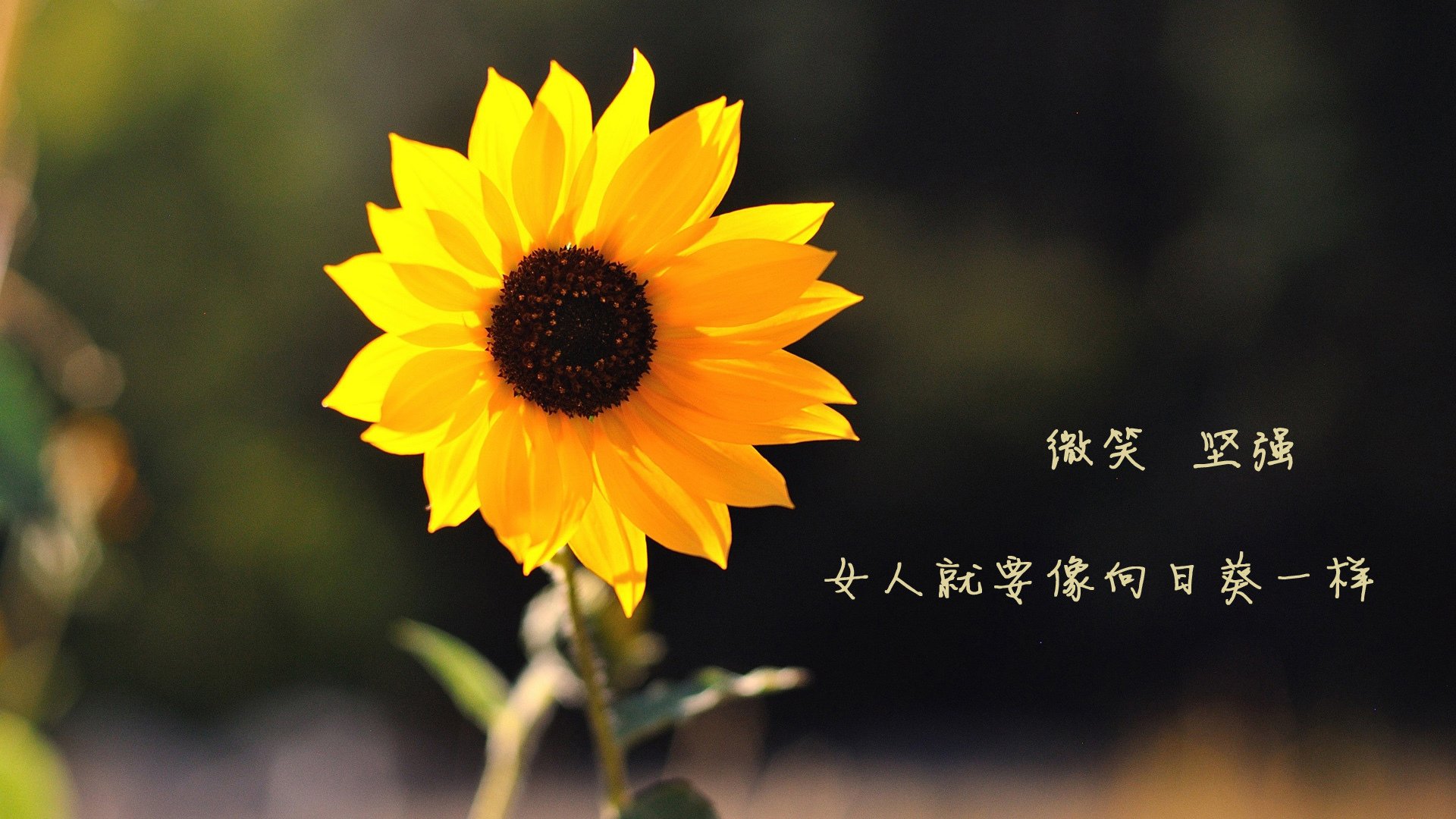 热火强势击溃黄蜂,塔图姆焦点战接管显巨星本色