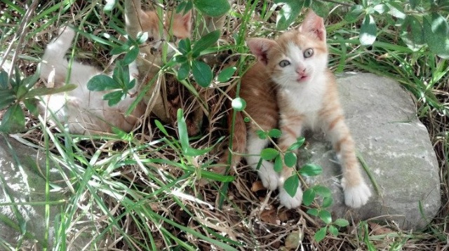 孤胆英雄凯塞多,一场个人主义对足球集体主义的华丽误读