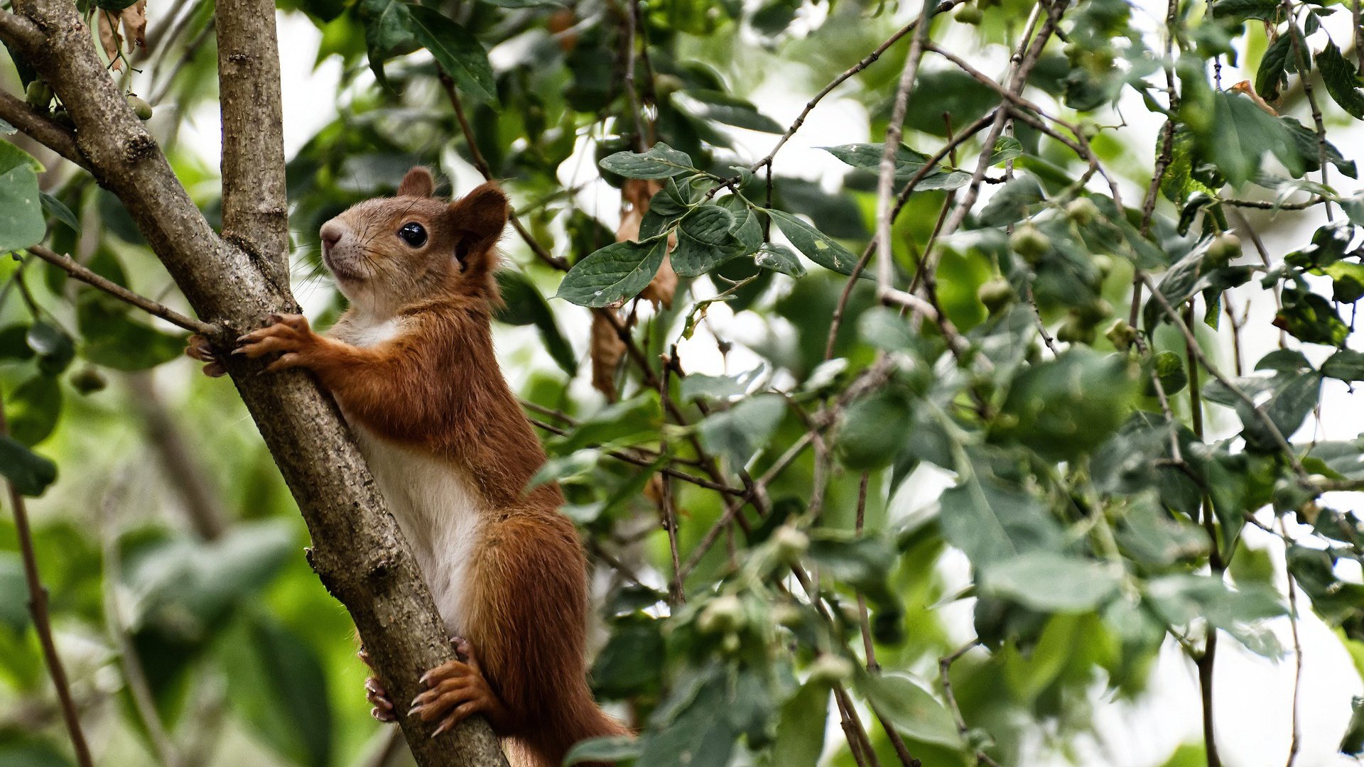 末节19分撕裂紫金防线，莫兰特关键时刻助雷霆碾压湖人