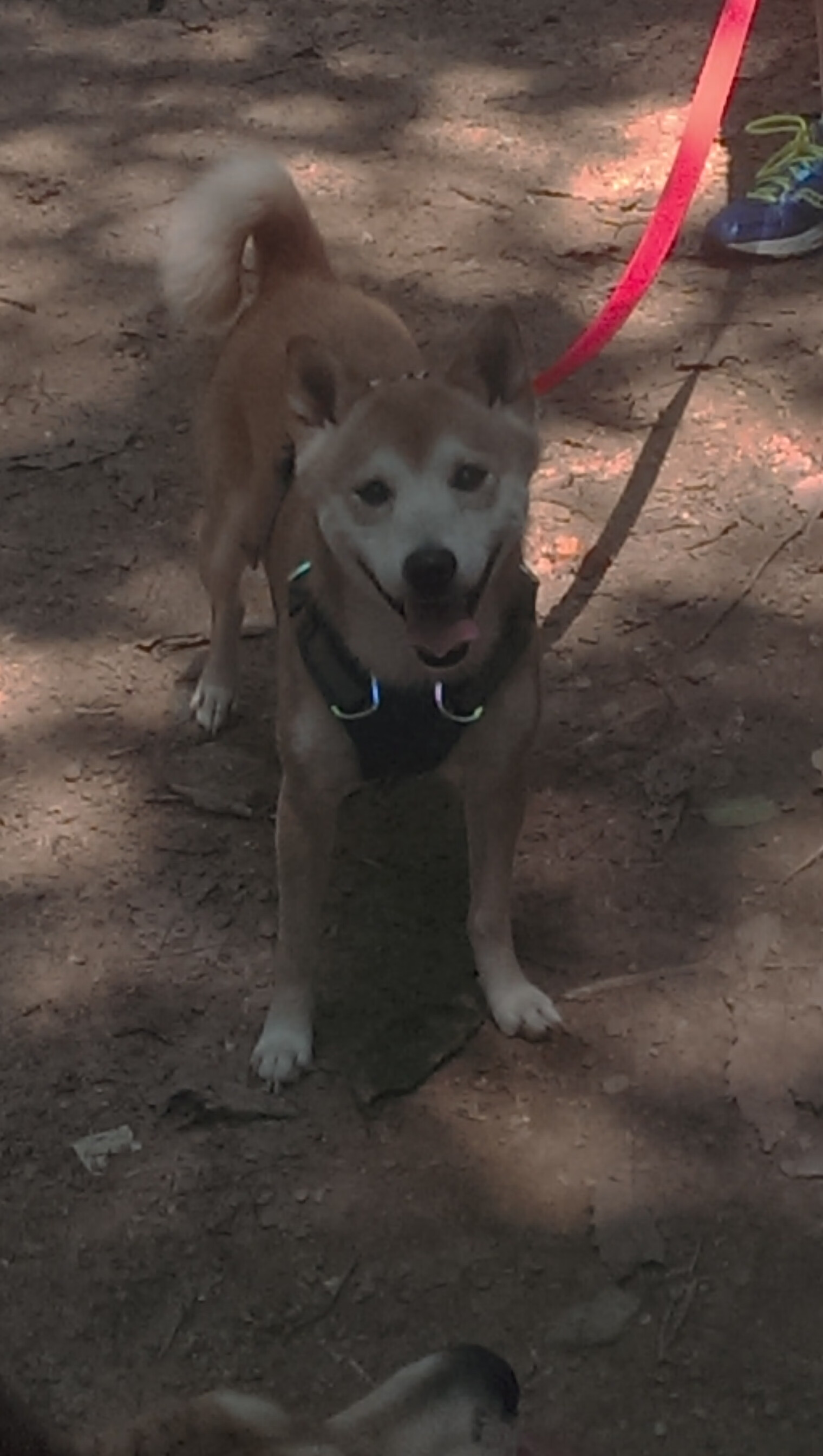 决胜局之光，坎特关键一击助荷兰球队淘汰比利亚雷亚尔