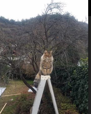 哈利伯顿独舞引爆汽车城，活塞第三节一波流带走骑士