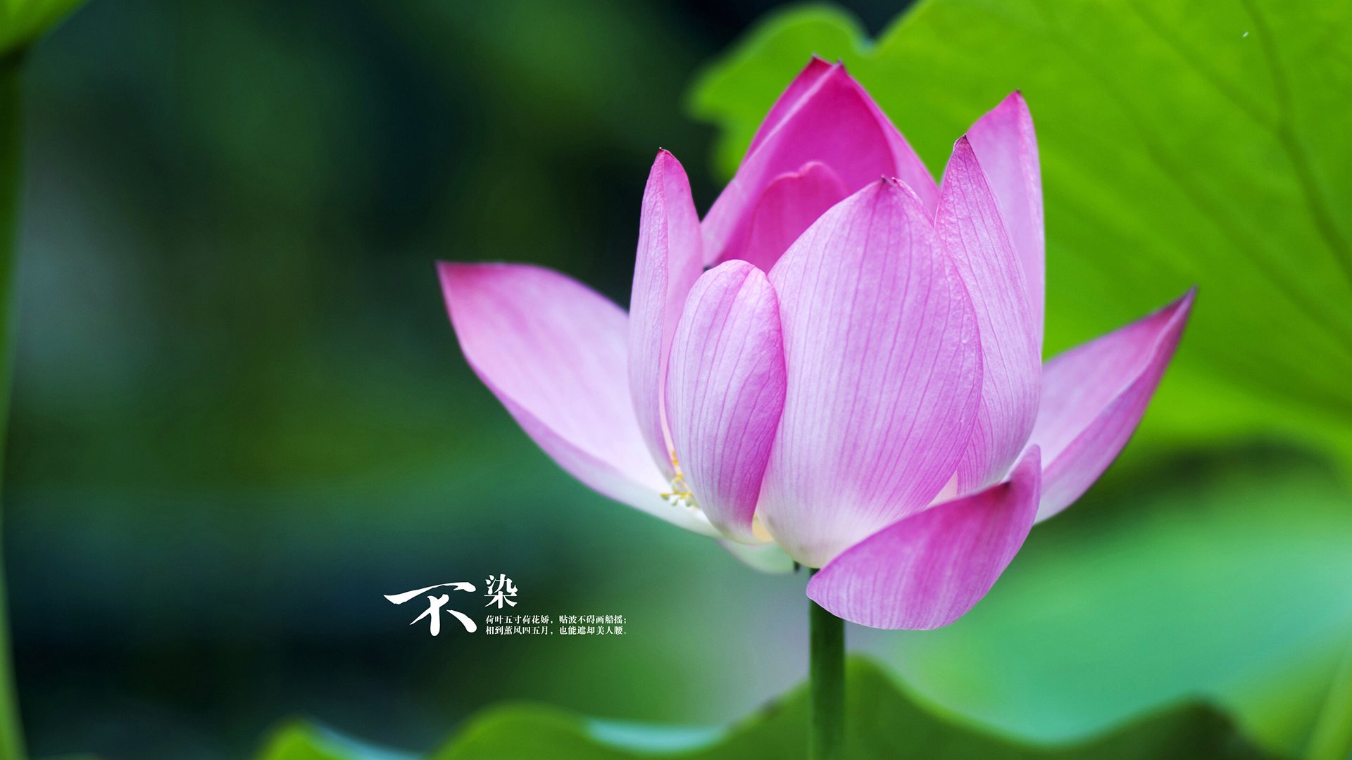 聚焦2026，里昂军团强势攻克威尔士，奏响高卢雄鸡前奏