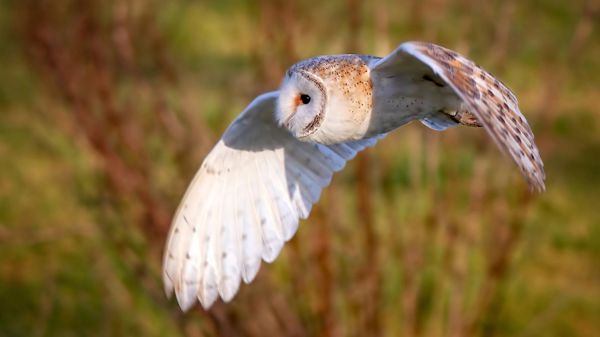 比强大更有力，当巴雷拉与哥伦比亚，在绝境中写下意志的史诗