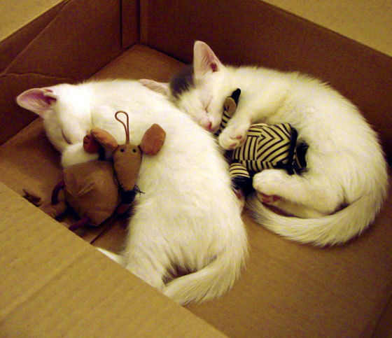 从福克斯到深圳队，两种收割背后的篮球哲学差异