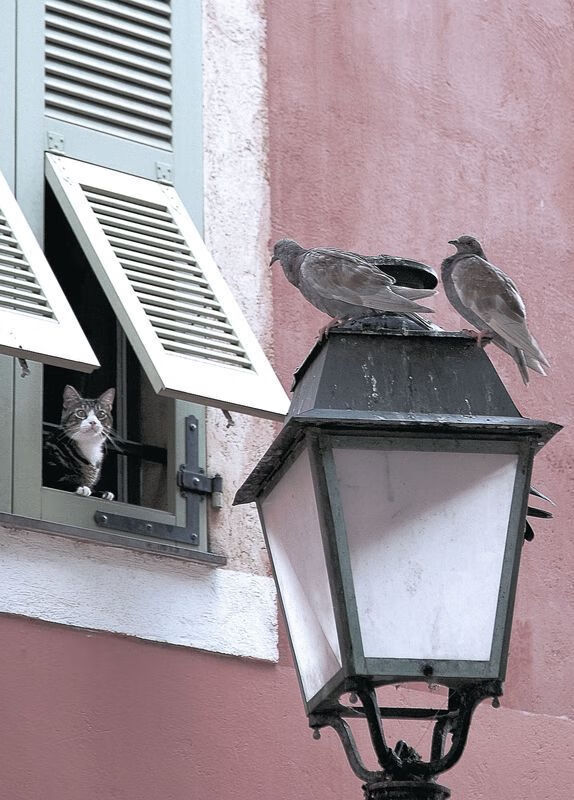 当新疆队打出库里南式比赛,一场跨越地域的篮球哲学映照