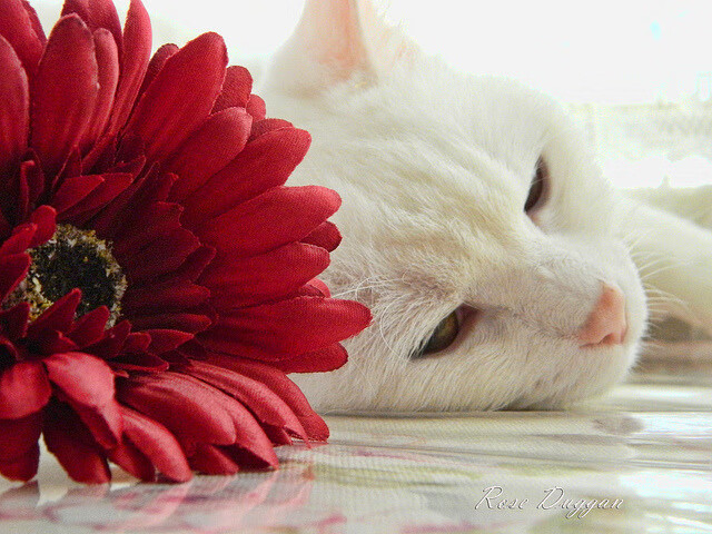 西甲国家德比战火重燃，挪威国家队碾压巴拉圭彰显北欧力量