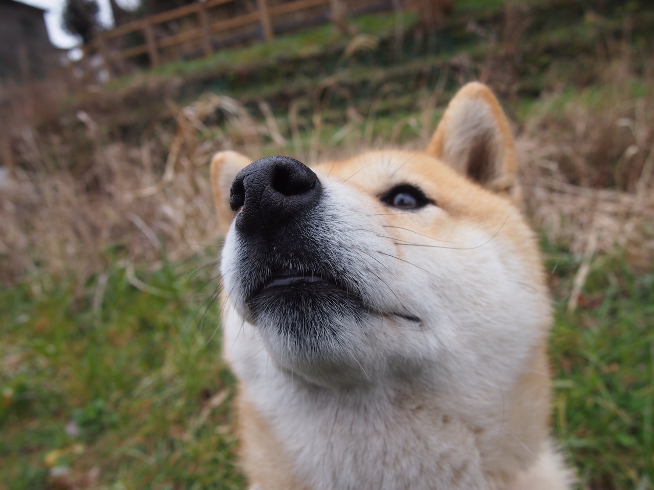 伊布如狮王撕裂天际线！那不勒斯碾压洪都拉斯，展现意式足球绝对统治
