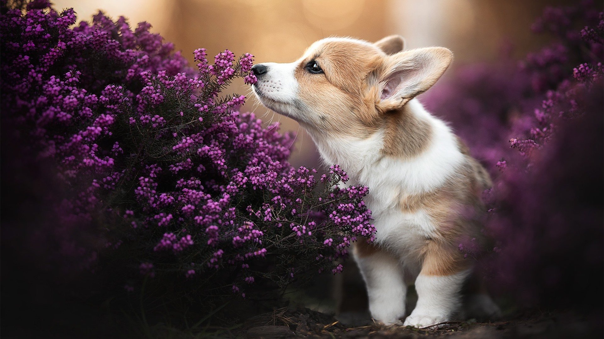 逆境中的双面绝杀,门迪的铁壁与葡萄牙的致命一击