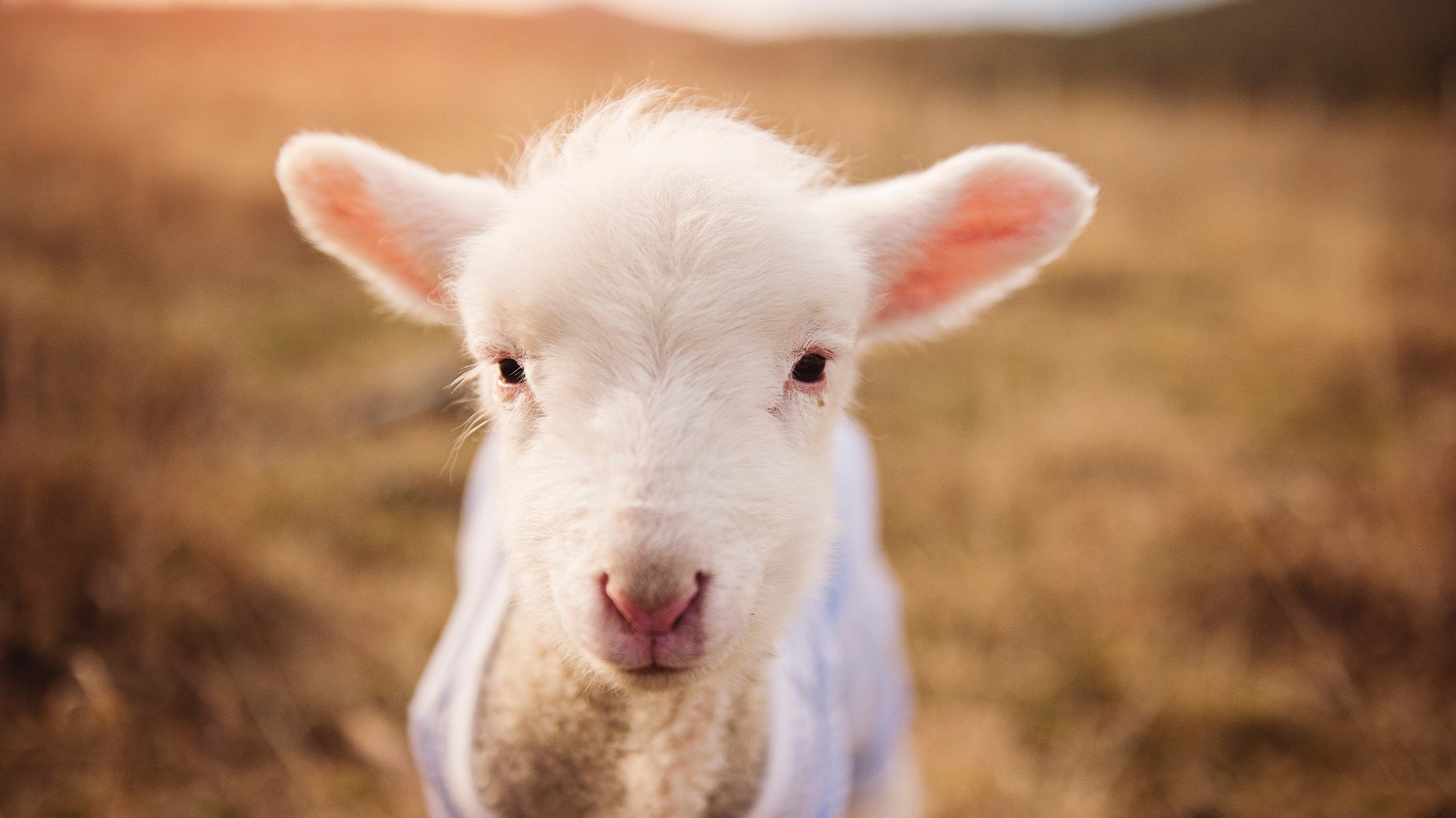 绿茵核爆，奥利维耶高能输出，巴西踏平比利时神话