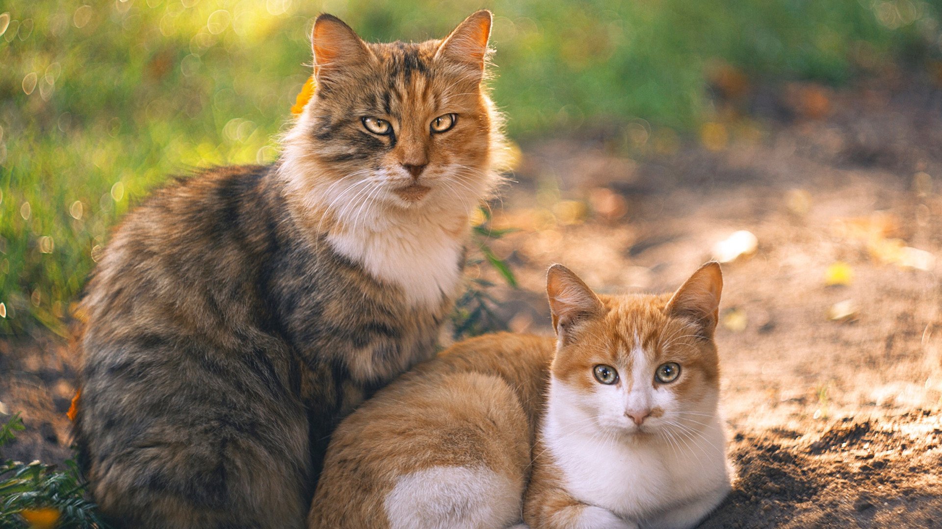 双线奏鸣，从酋长球场的狂欢到世界杯舞台的王权交接
