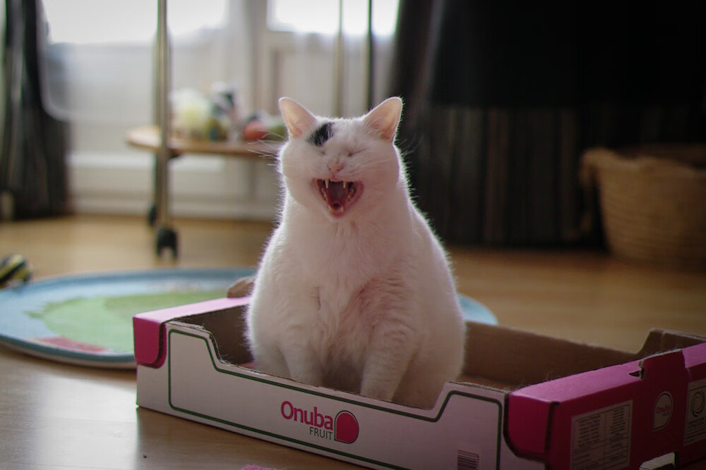 绿光撕裂之夜，杰伦·格林如何成为东决关键战的攻防转换核心