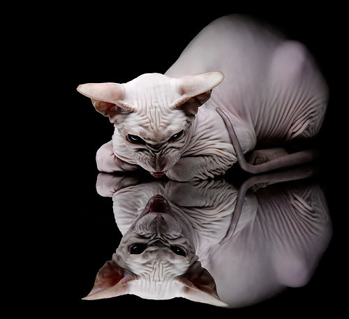 璀璨星光！拉文舞台越大越强，黄蜂加时鏖战力克湖人