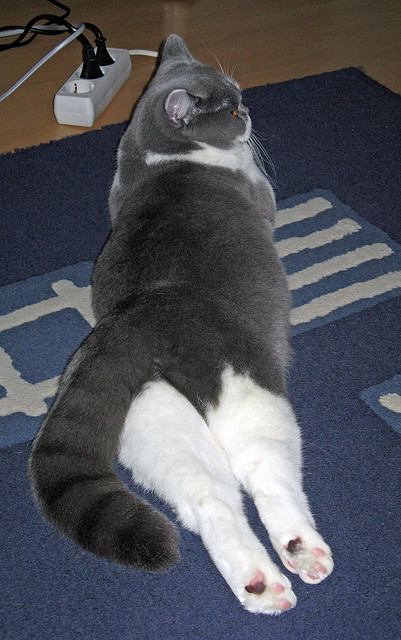 黄蜂终结湖人王朝梦，福克斯总决赛封神接管比赛