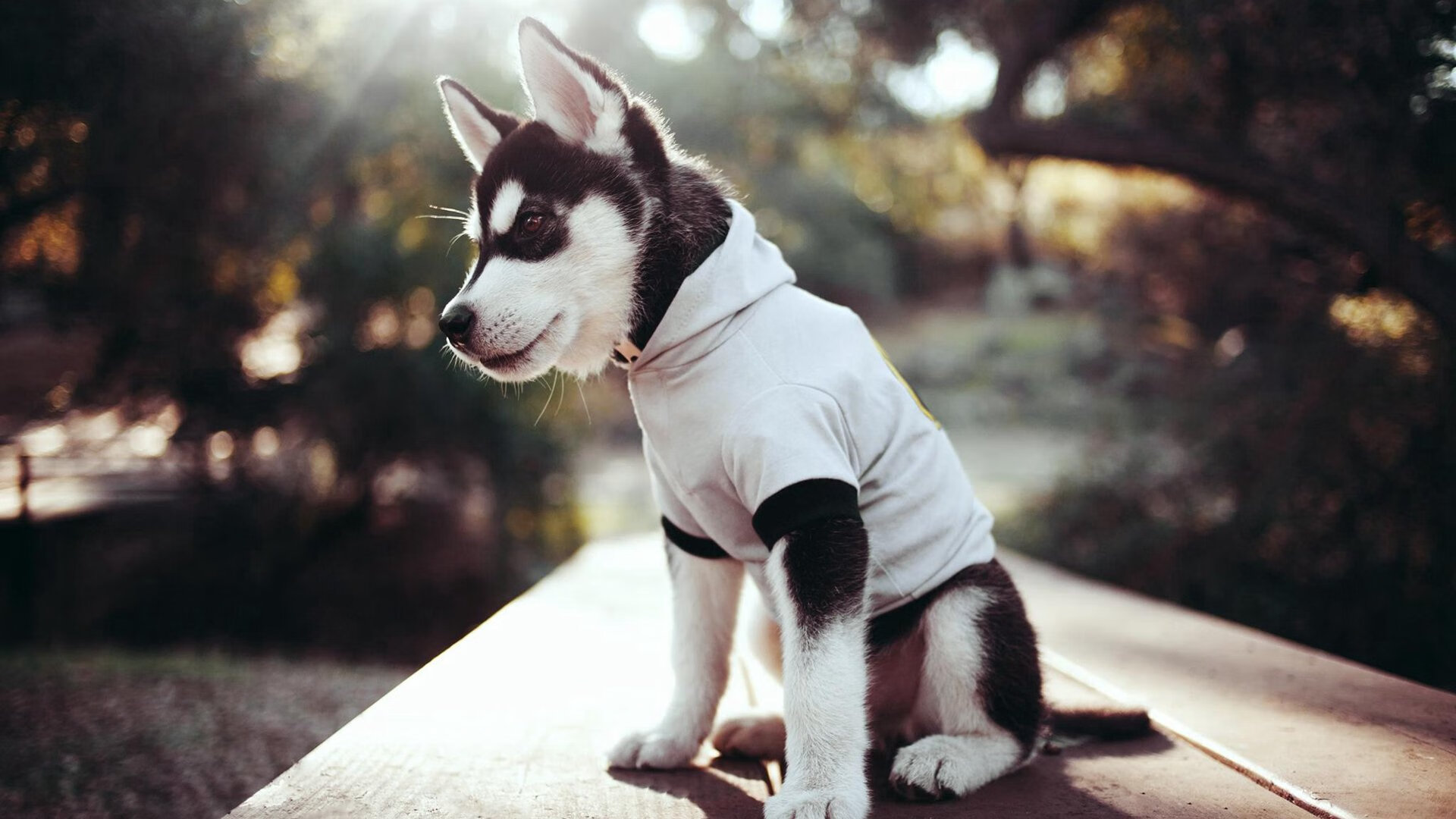 2026世界杯之夜，约基奇，塞尔维亚的沉默扛旗者