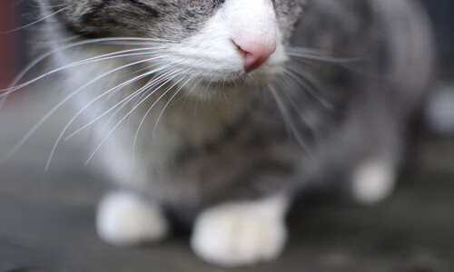 钢铁之幕,卡拉斯科如何用防守艺术让克罗地亚进攻哑火