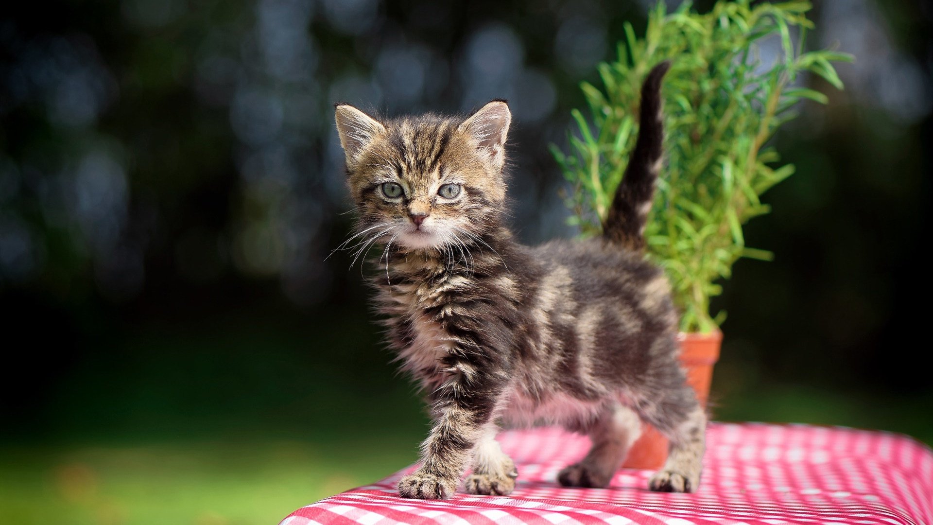 丹麦击溃哥斯达黎加，穆勒欧冠淘汰赛称王，足球的集体荣耀与个人辉煌