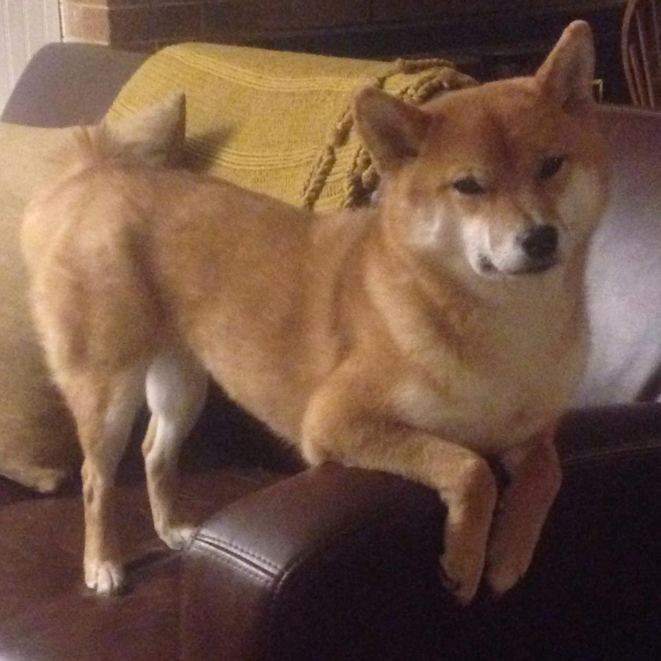 森林狼围剿下的王权捍卫者，勒布朗·詹姆斯的岁月与时刻