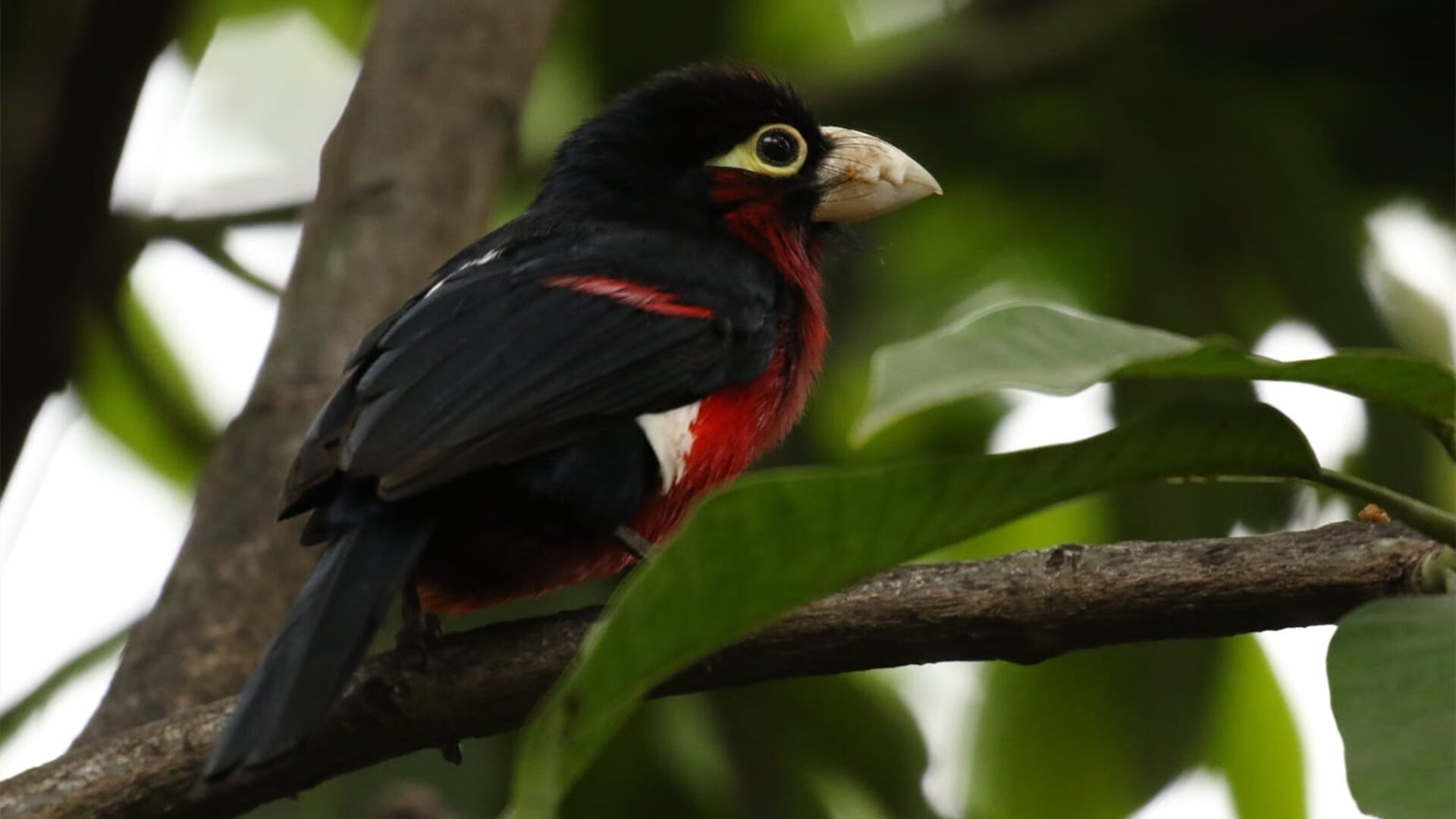 湖人硬仗取胜北京队，浓眉成为关键先生