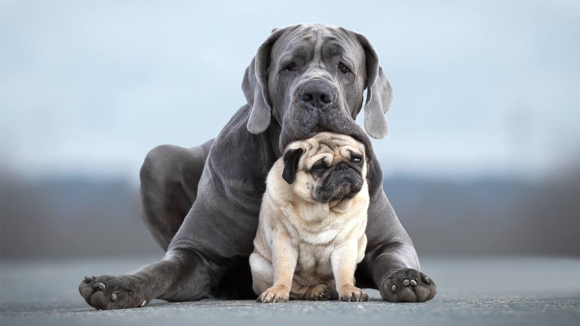 生死时刻的王者，哈利伯顿率开拓者绝杀国王，挺进总决赛