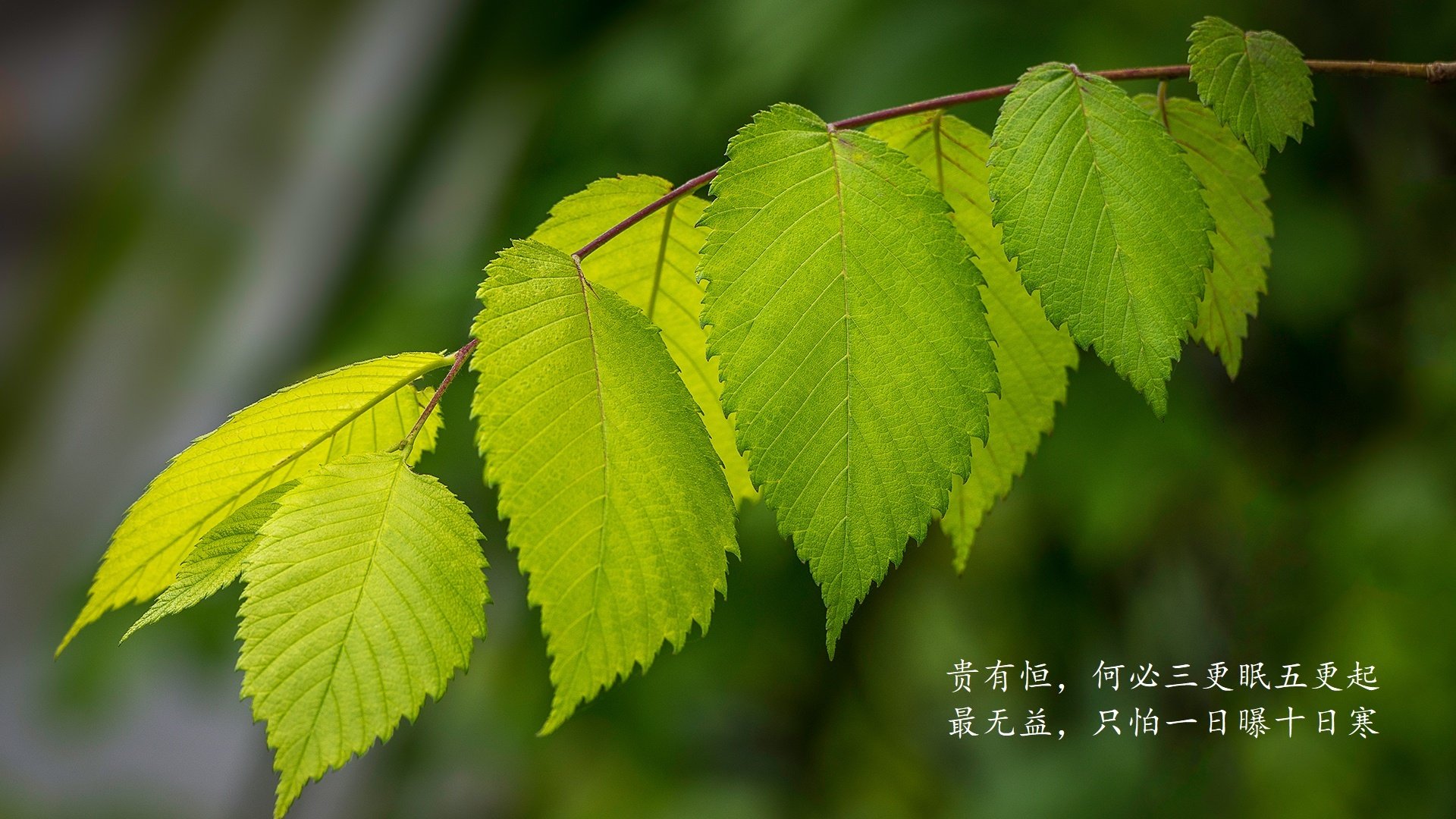 魔笛终章，新王登基，哈兰德一己之力改写2026世界杯A组战局